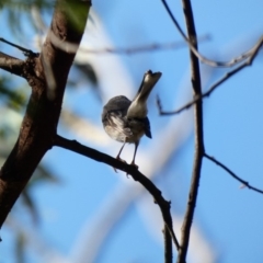 Petroica rosea at Deakin, ACT - 22 Mar 2020