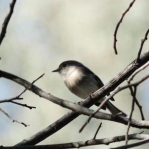 Petroica rosea at Deakin, ACT - 22 Mar 2020