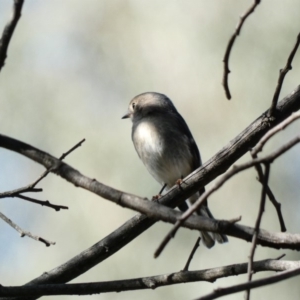 Petroica rosea at Deakin, ACT - 22 Mar 2020