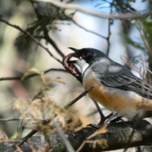 Pachycephala rufiventris at Deakin, ACT - 22 Mar 2020