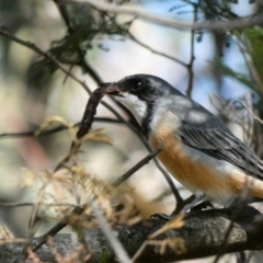 Pachycephala rufiventris at Deakin, ACT - 22 Mar 2020