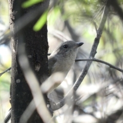 Pachycephala pectoralis at Deakin, ACT - 22 Mar 2020