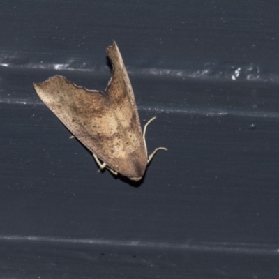 Mnesampela privata (Autumn Gum Moth) at Higgins, ACT - 19 Mar 2020 by AlisonMilton