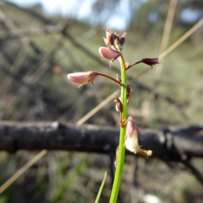 Grona varians (Slender Tick-Trefoil) at Yass River, NSW - 22 Mar 2020 by SenexRugosus