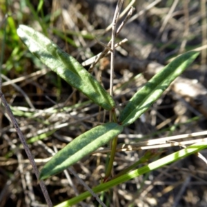 Grona varians at Yass River, NSW - 22 Mar 2020