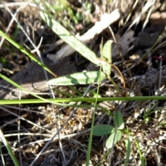 Grona varians at Yass River, NSW - 22 Mar 2020