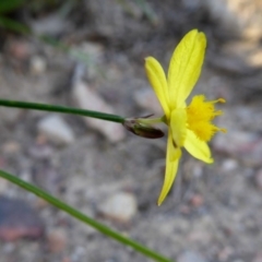 Tricoryne elatior (Yellow Rush Lily) at Yass River, NSW - 22 Mar 2020 by SenexRugosus