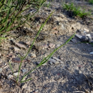 Tricoryne elatior at Yass River, NSW - 22 Mar 2020