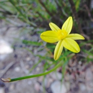 Tricoryne elatior at Yass River, NSW - 22 Mar 2020