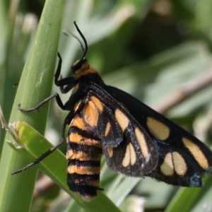 Amata (genus) at Dolphin Point, NSW - 21 Mar 2020