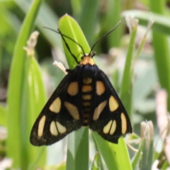 Amata (genus) at Dolphin Point, NSW - 21 Mar 2020 11:39 AM