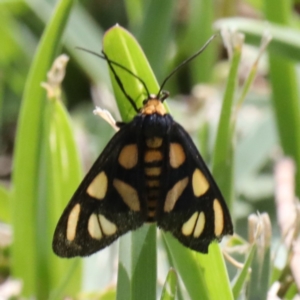 Amata (genus) at Dolphin Point, NSW - 21 Mar 2020