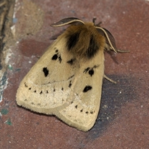 Anthela ocellata at Higgins, ACT - 19 Mar 2020