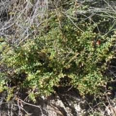 Bossiaea buxifolia (Matted Bossiaea) at Tuggeranong Hill - 21 Mar 2020 by Owen