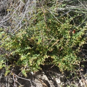 Bossiaea buxifolia at Theodore, ACT - 22 Mar 2020