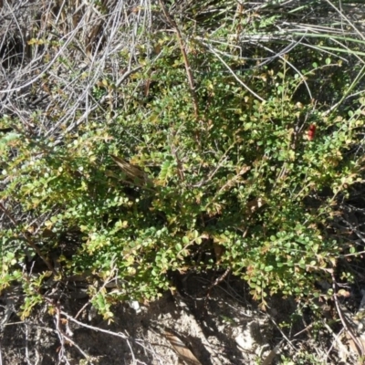 Bossiaea buxifolia (Matted Bossiaea) at Theodore, ACT - 22 Mar 2020 by owenh