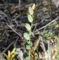 Bossiaea buxifolia at Theodore, ACT - 22 Mar 2020