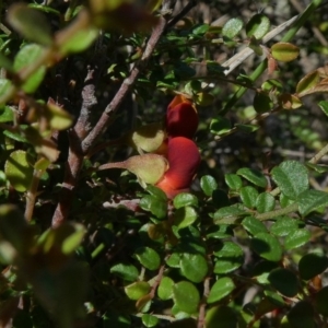 Bossiaea buxifolia at Theodore, ACT - 22 Mar 2020