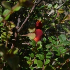 Bossiaea buxifolia at Theodore, ACT - 22 Mar 2020