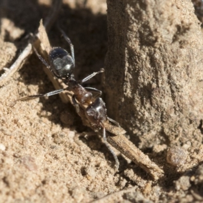 Iridomyrmex rufoniger (Tufted Tyrant Ant) at Dickson Wetland Corridor - 19 Mar 2020 by AlisonMilton