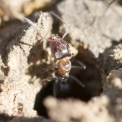 Iridomyrmex rufoniger at Dickson, ACT - 20 Mar 2020 09:13 AM