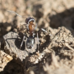 Iridomyrmex rufoniger at Dickson, ACT - 20 Mar 2020 09:13 AM