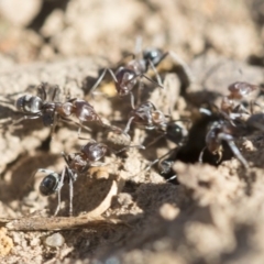 Iridomyrmex rufoniger at Dickson, ACT - 20 Mar 2020 09:13 AM