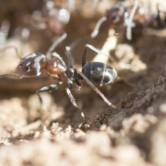 Iridomyrmex rufoniger at Dickson, ACT - 20 Mar 2020 09:13 AM