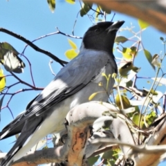 Coracina novaehollandiae (Black-faced Cuckooshrike) at Farrer Ridge - 22 Mar 2020 by JohnBundock