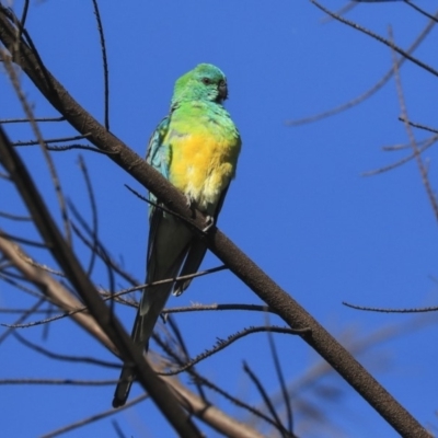 Psephotus haematonotus (Red-rumped Parrot) at Dickson Wetland - 19 Mar 2020 by Alison Milton