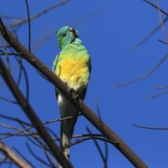 Psephotus haematonotus at Dickson, ACT - 20 Mar 2020