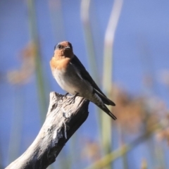 Hirundo neoxena (Welcome Swallow) at Dickson Wetland - 19 Mar 2020 by Alison Milton