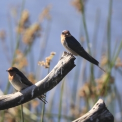 Hirundo neoxena at Dickson, ACT - 20 Mar 2020