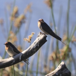 Hirundo neoxena at Dickson, ACT - 20 Mar 2020 08:55 AM