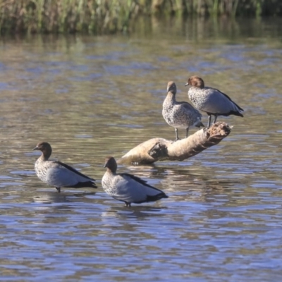 Chenonetta jubata (Australian Wood Duck) at Dickson, ACT - 19 Mar 2020 by AlisonMilton