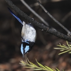 Malurus cyaneus (Superb Fairywren) at Dickson, ACT - 19 Mar 2020 by Alison Milton