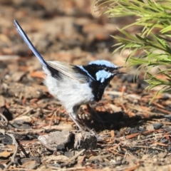 Malurus cyaneus at Dickson, ACT - 20 Mar 2020