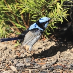 Malurus cyaneus at Dickson, ACT - 20 Mar 2020