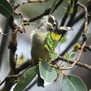 Melithreptus brevirostris at Meroo National Park - 21 Mar 2020 12:25 PM