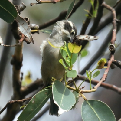 Melithreptus brevirostris (Brown-headed Honeyeater) at Wairo Beach and Dolphin Point - 21 Mar 2020 by jb2602