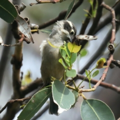 Melithreptus brevirostris (Brown-headed Honeyeater) at Wairo Beach and Dolphin Point - 21 Mar 2020 by jbromilow50