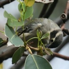 Melithreptus brevirostris at Meroo National Park - 21 Mar 2020 12:25 PM