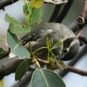 Melithreptus brevirostris at Meroo National Park - 21 Mar 2020 12:25 PM