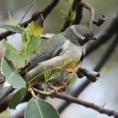 Melithreptus brevirostris at Meroo National Park - 21 Mar 2020