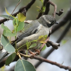 Melithreptus brevirostris at Meroo National Park - 21 Mar 2020 12:25 PM