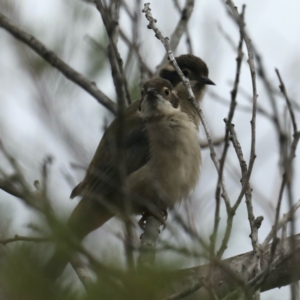 Melithreptus brevirostris at Meroo National Park - 21 Mar 2020