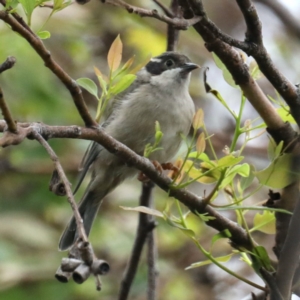 Melithreptus brevirostris at Meroo National Park - 21 Mar 2020 12:25 PM