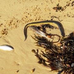 Pelamis platurus (Yellow-bellied Seasnake) at Nelson, NSW - 7 Mar 2020 by redsnow