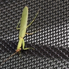 Orthodera ministralis (Green Mantid) at Higgins, ACT - 20 Mar 2020 by AlisonMilton