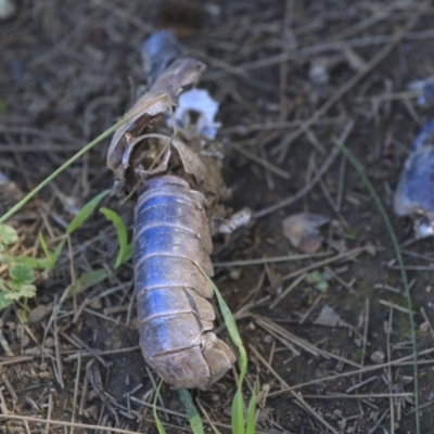 Cherax destructor (Common Yabby) at Dickson Wetland - 20 Mar 2020 by AlisonMilton